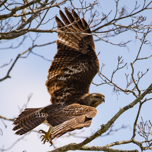 Hawk 2020 Canv