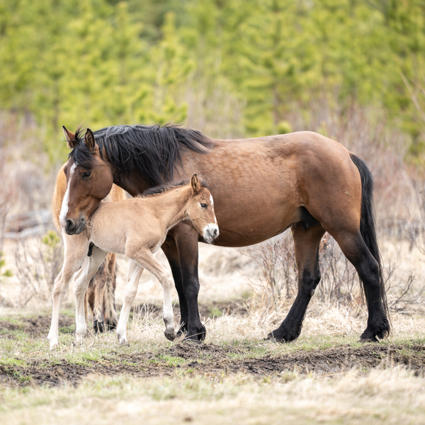 MareFoal2020Canv Print