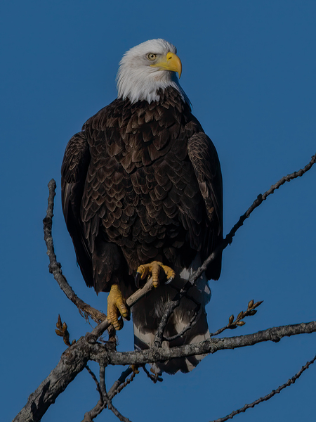 Eagle 3648 Canv Print