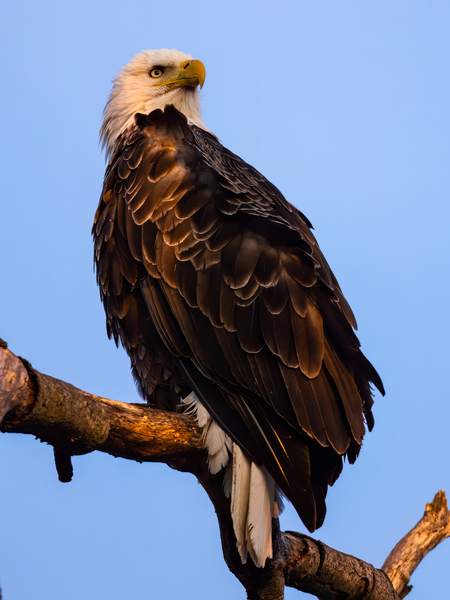 Eagle 36x48 Print