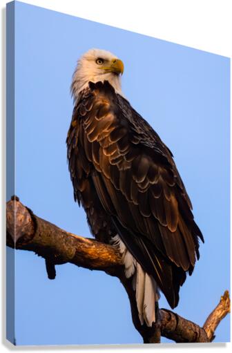 Eagle 36x48 Canvas Print