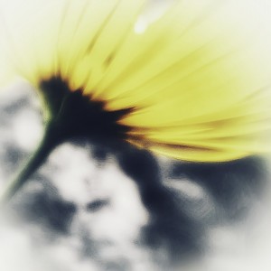 Doronicum orientale