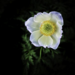Pulsatilla alpina ssp. alpina