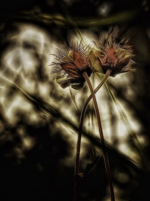 Geum rivale