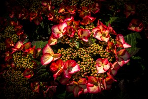 Hydrangea Hortensia