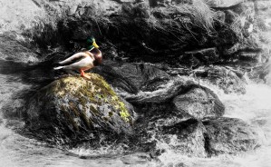 Bird on a rock
