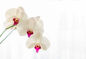 Orchid on white.