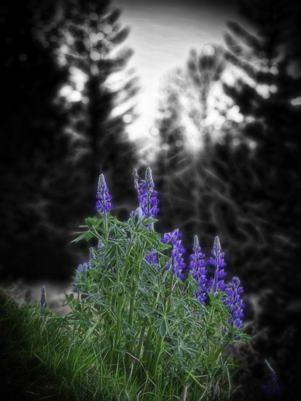 Lupinus nootkatensis by Pétur Reynisson