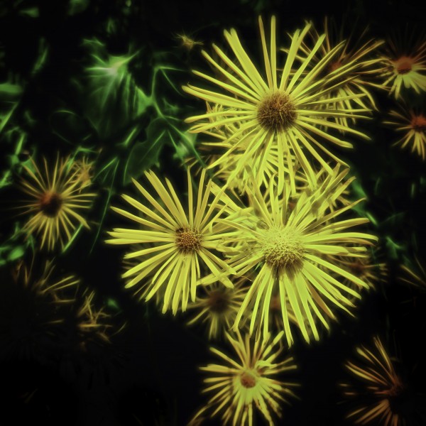 Doronicum orientale by Pétur Reynisson