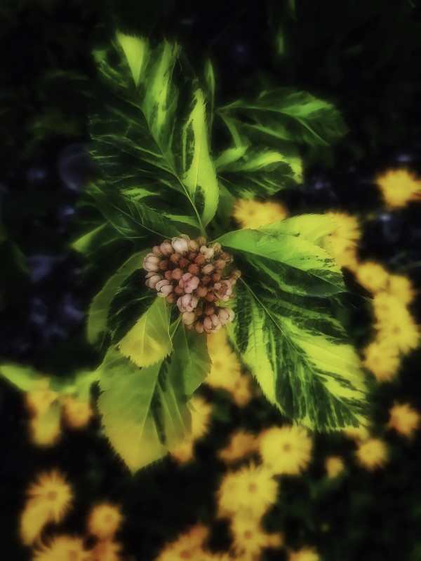 Sorbus x hostii by Pétur Reynisson