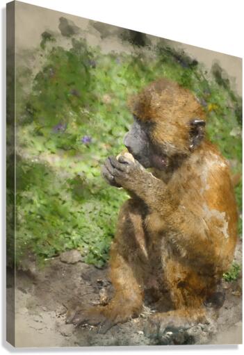 Baboon 2 Canvas Print