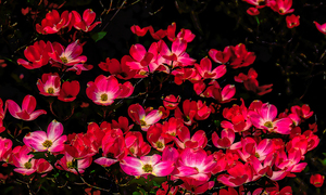 Blissful