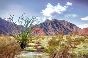 Borrego