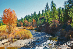 Carson River