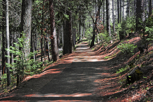 Cedar Trail