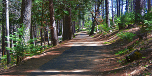 Cedar Trail wide