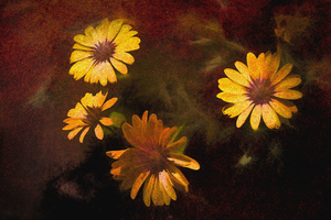 Crazy Daisies