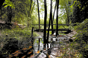 Creek Crossing