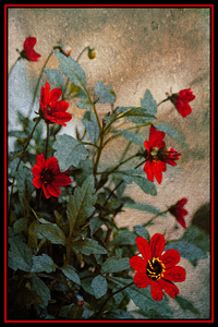 Dahlia
