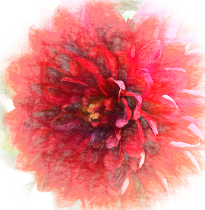 Delightful Dahlia