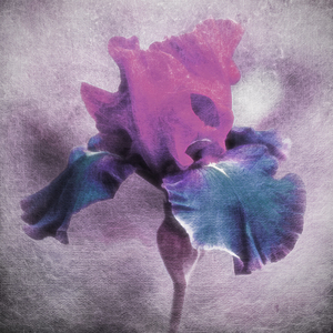 Dream Blossom