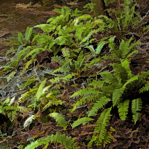 Ferns