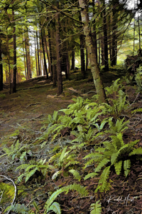 Ferns and Forest