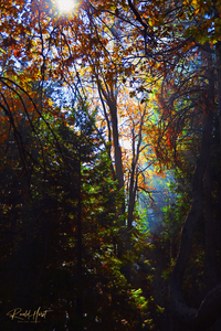 Forest Light