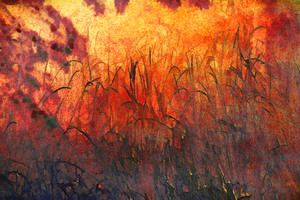 Grass Fire