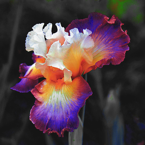 Iris