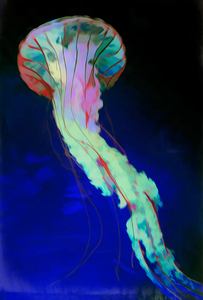 Jelly Fish