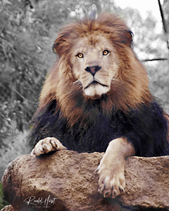 King Leo