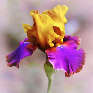 Last Bloom