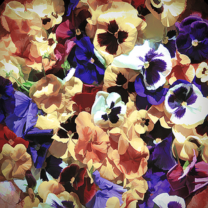 Muted Pansy s