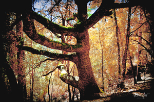 Old Oak