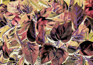 PurpleLeaves