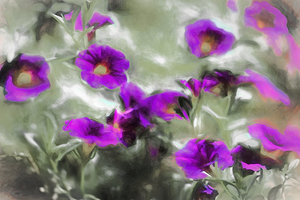 Purple Haze
