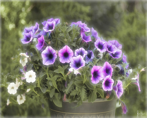 Purplish