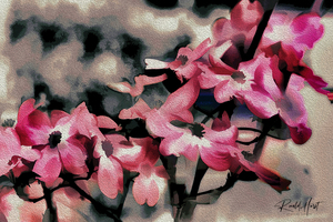 Red Dogwood