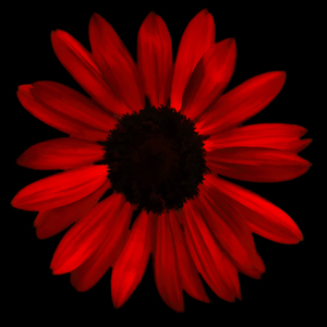 Red Sunflower pic