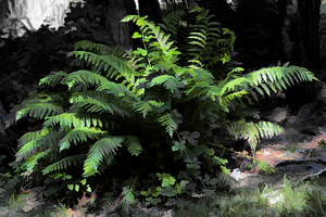 Starkes Grade Fern