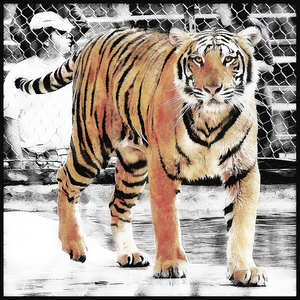 Tiger look