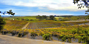 Vines Wide