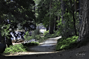 Where the water meets Woods