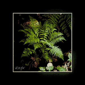 Wild Fern