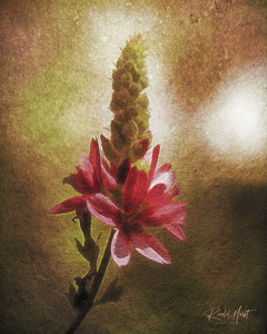 Wild Flower