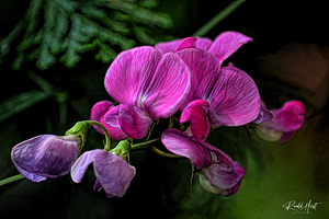 Wild Sweetpea rendered