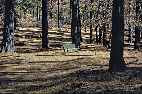 A Lonely bench  just waiting  Print