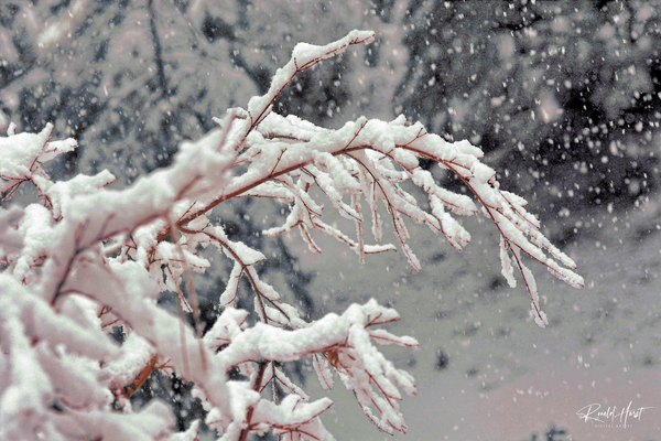 A Snowy Day Print
