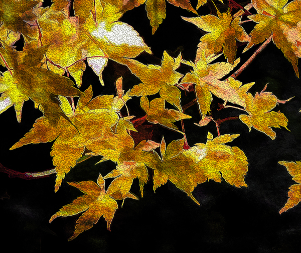 Autumn s Touch Print